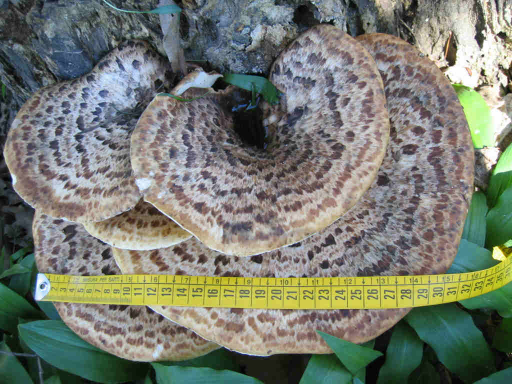 I Funghi primaverili: Polyporus squamosus